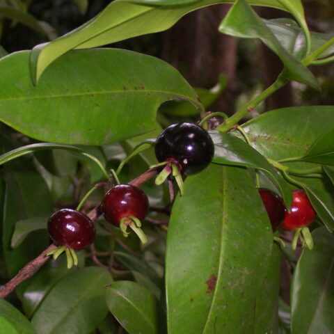 Eugenia brasiliensis