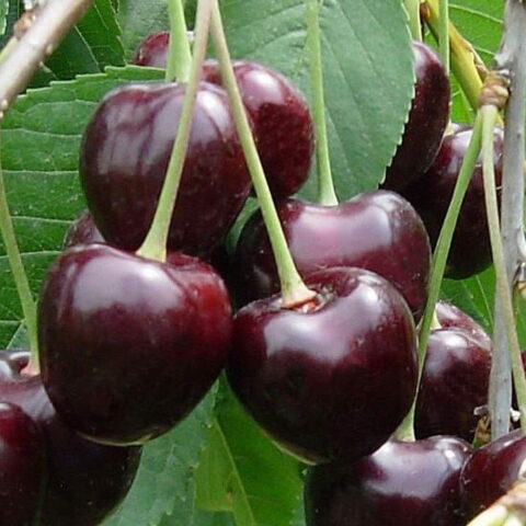 Ciliegio "Durone Grosso del Garda"