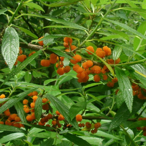 Debregeasia edulis