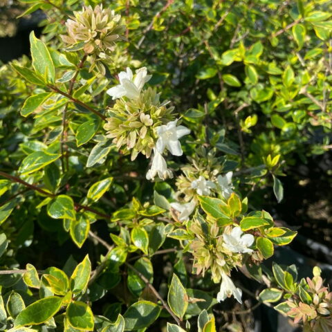 Abelia x grandiflora "Sunshine Daydream"