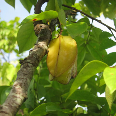 Averrhoa carambola "Arkin"