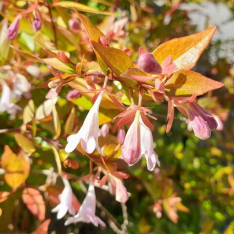 Abelia x grandiflora "Francis Mason"