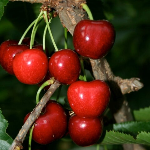 Ciliegio "Celeste"