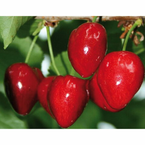 Ciliegio "Cornetta"