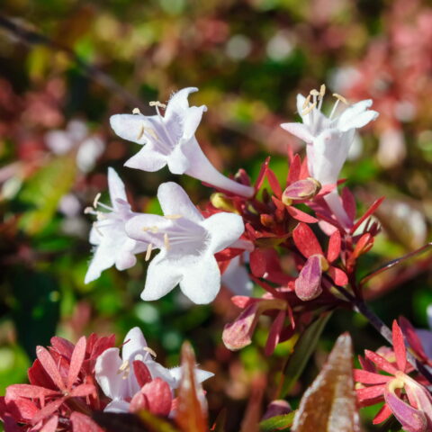 Abelia x grandiflora "Sherwood"