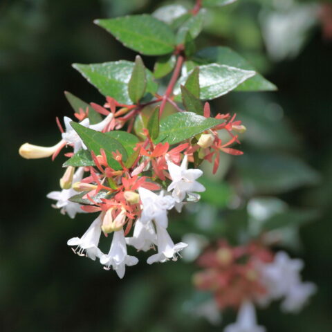 Abelia x grandiflora