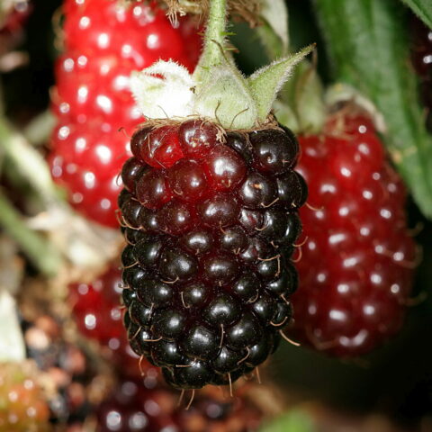 Boysenberry