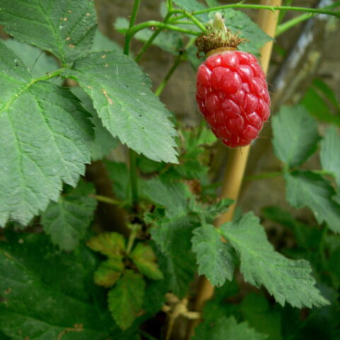 Rubus x loganobaccus "Tayberry"
