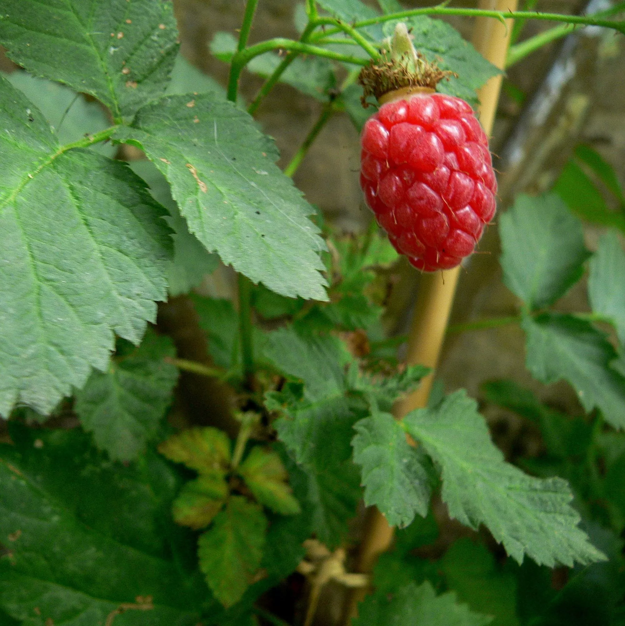 Rubus x loganobaccus "Tayberry"