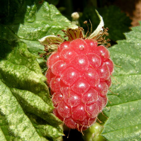 Loganberry
