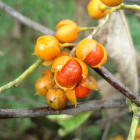 Celastrus scandens