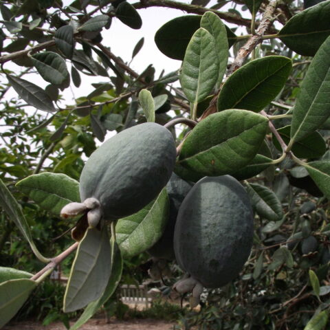 Acca sellowiana "Triumph"