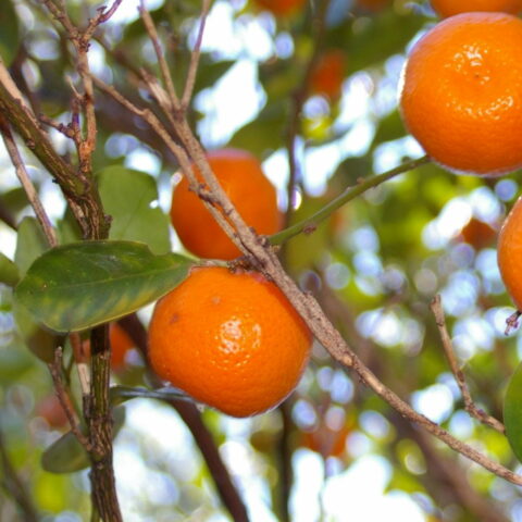Calamondino