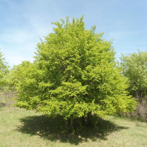 Carpinus orientalis