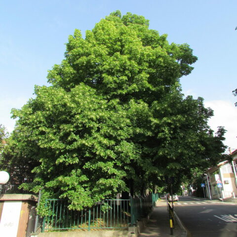 Tilia platyphyllos