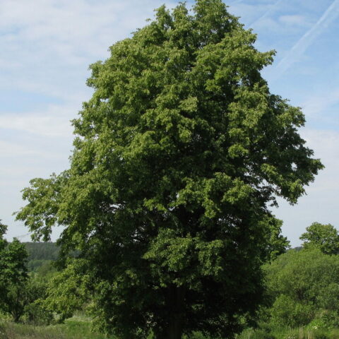 Tilia cordata