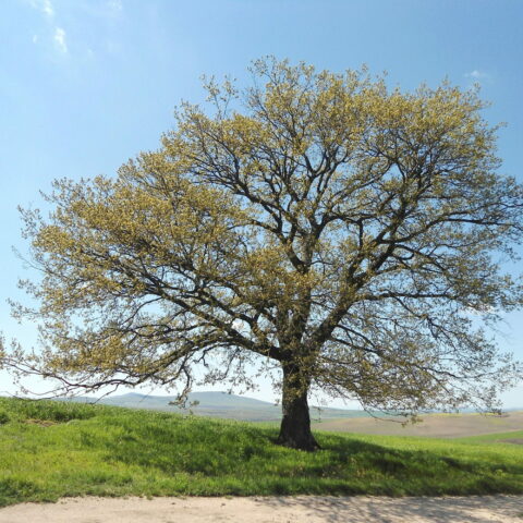 Quercus cerris