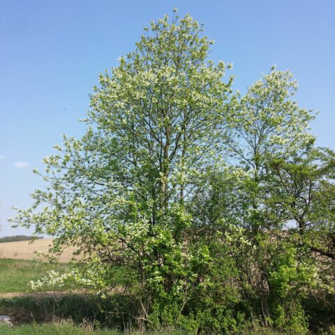Prunus padus