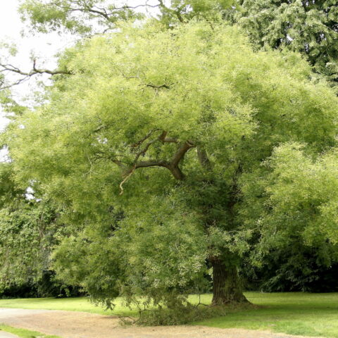 Sophora japonica