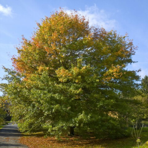 Quercus palustris