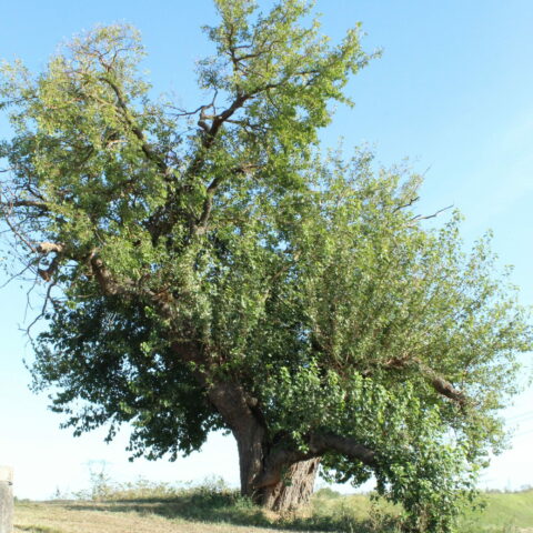 Morus nigra