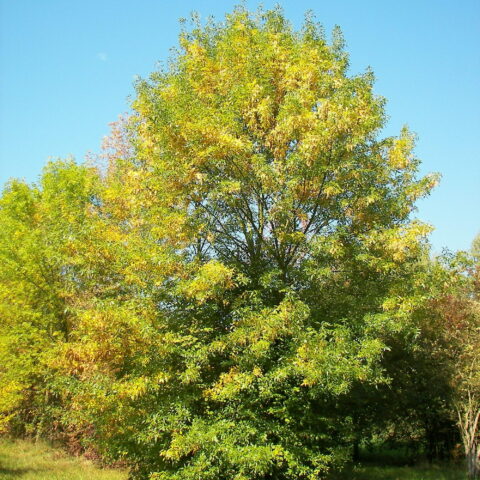 Fraxinus ornus