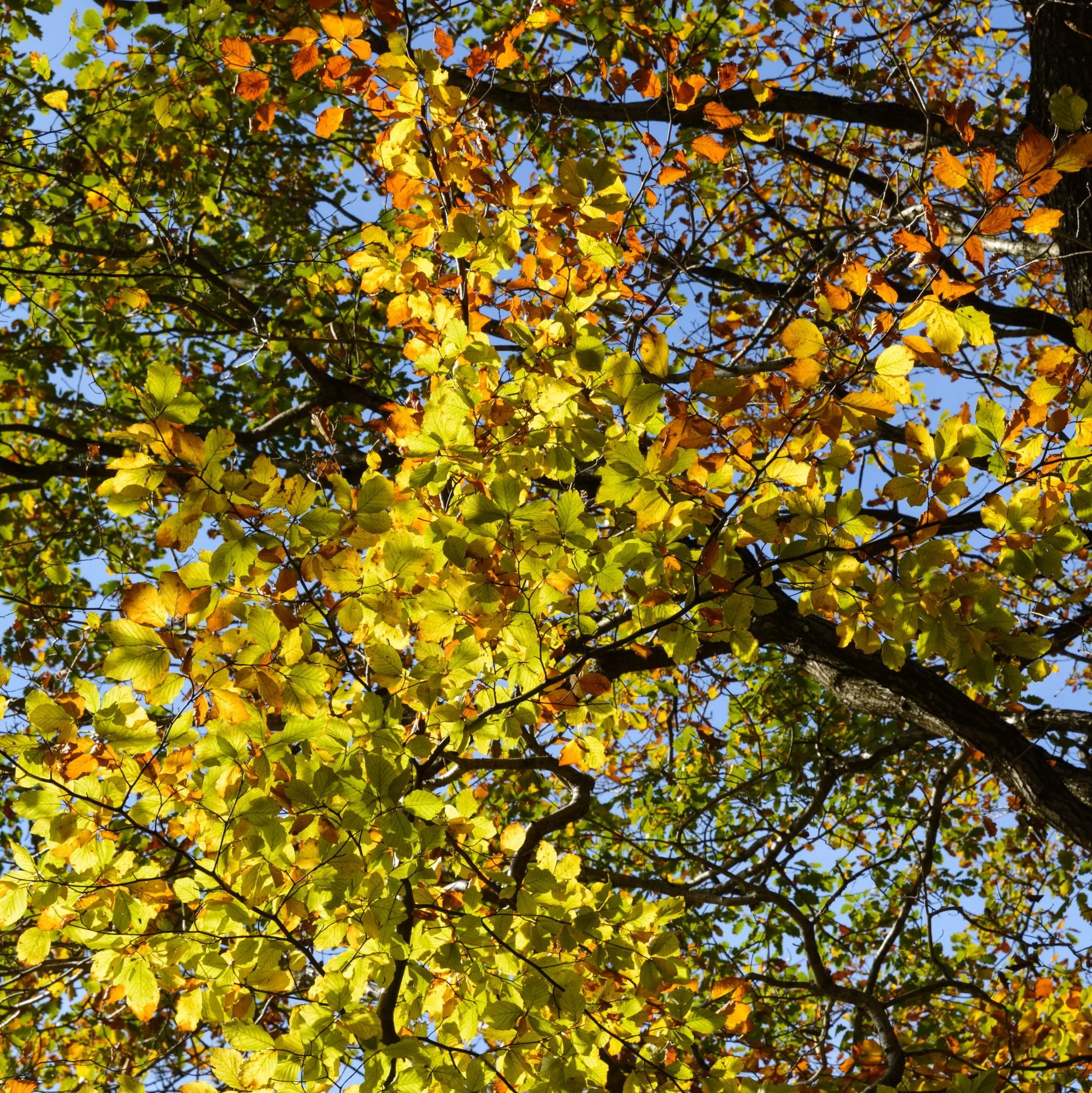 Fagus sylvatica