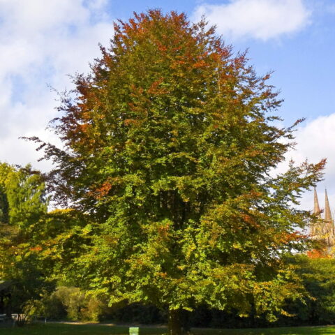 Fagus sylvatica