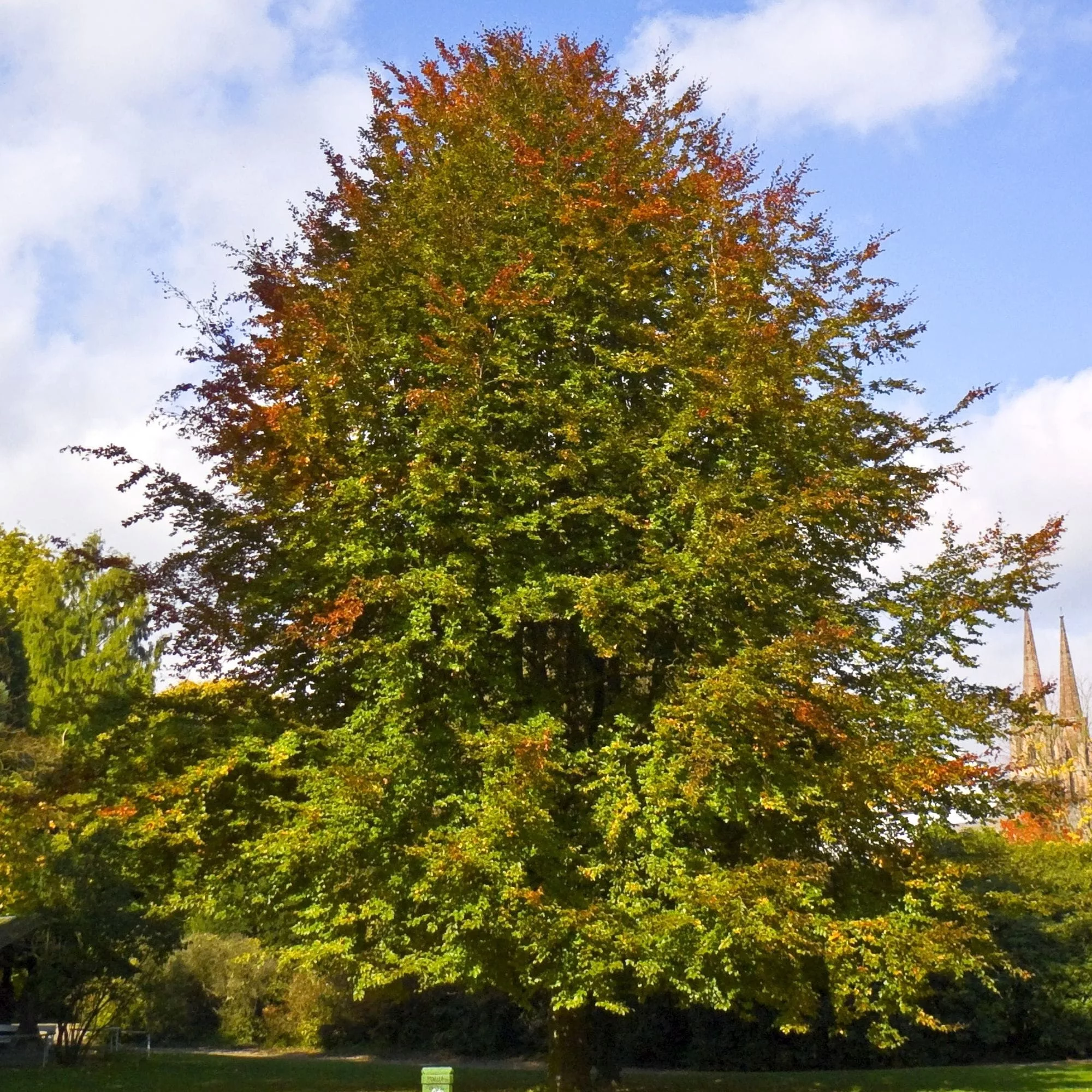 Fagus sylvatica