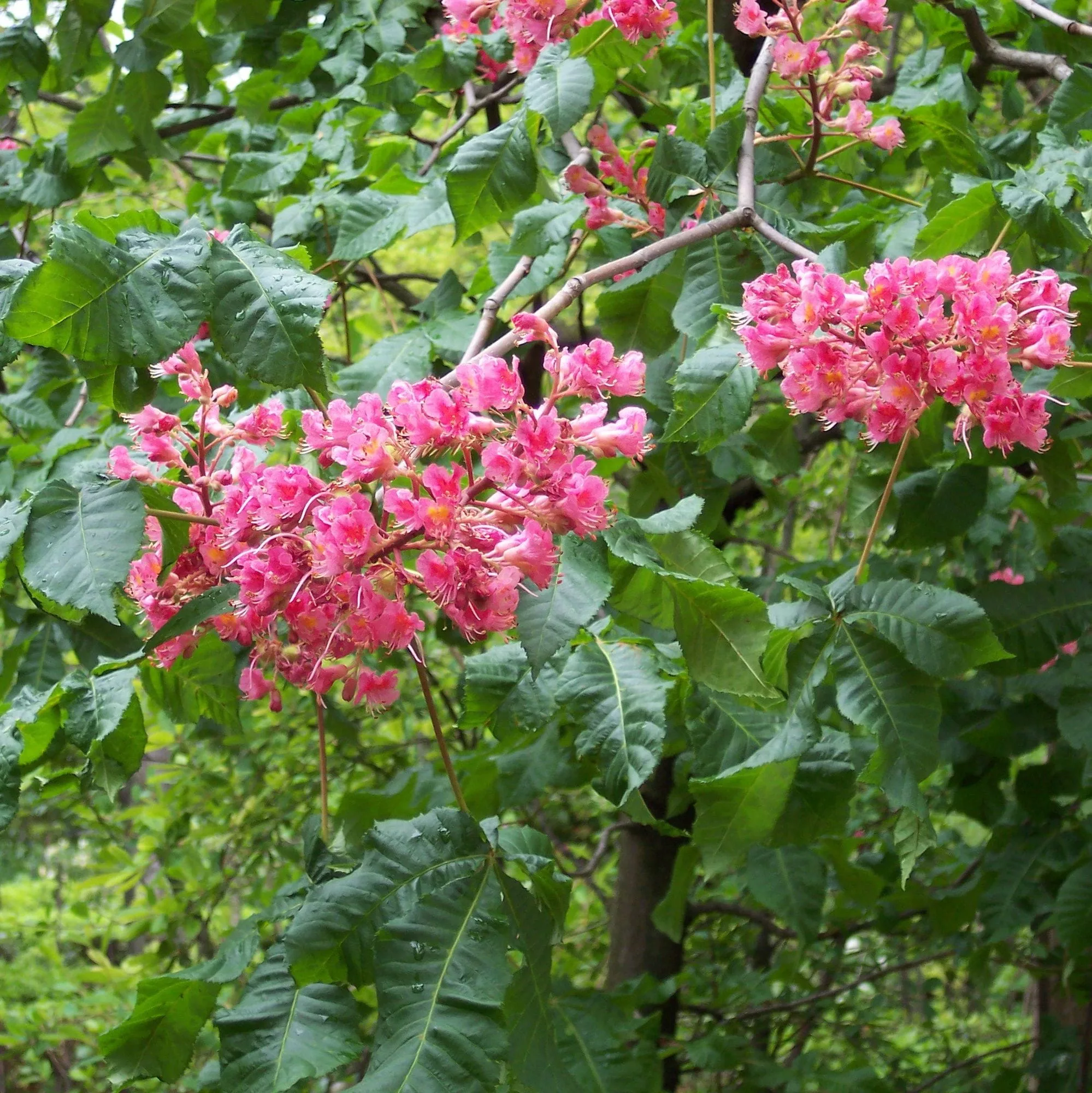 Aesculus x carnea "Briotii"