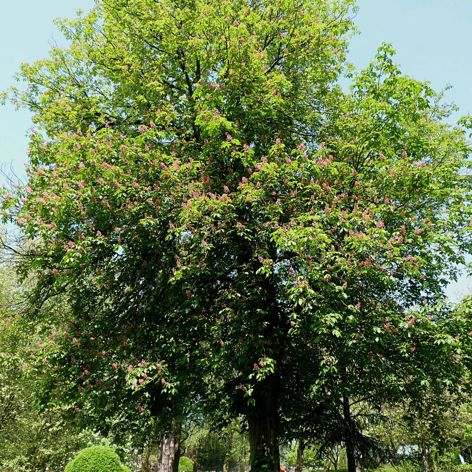 Aesculus x carnea "Briotii"
