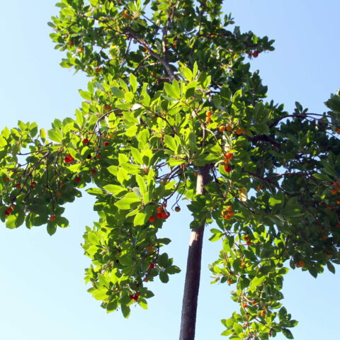 Arbutus unedo - alberello