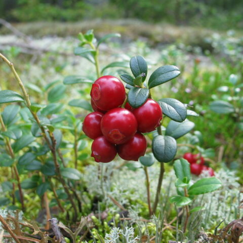 Mirtillo rosso