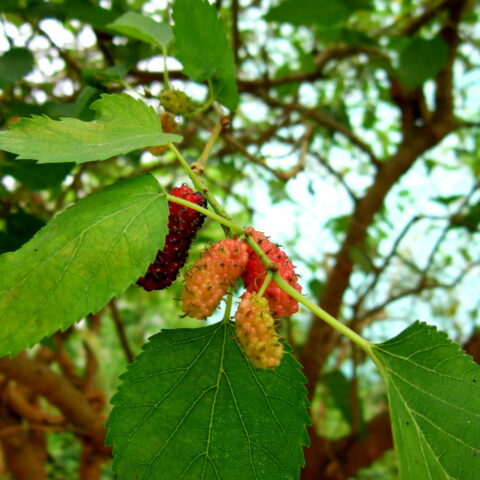 Morus nigra seedless (senza semi)