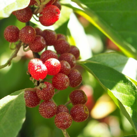Elaeagnus umbellata