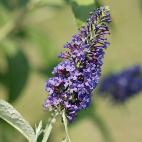 Buddleja davidii "Empire Blue"