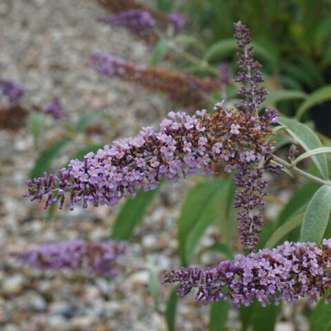 Buddleja davidii "Ile de France"