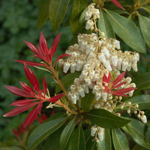 Pieris japonica "Forest Flame"