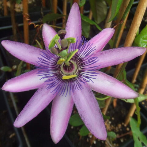 Passiflora "Amethyst"