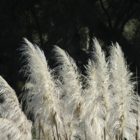 Cortaderia selloana "Argentea"