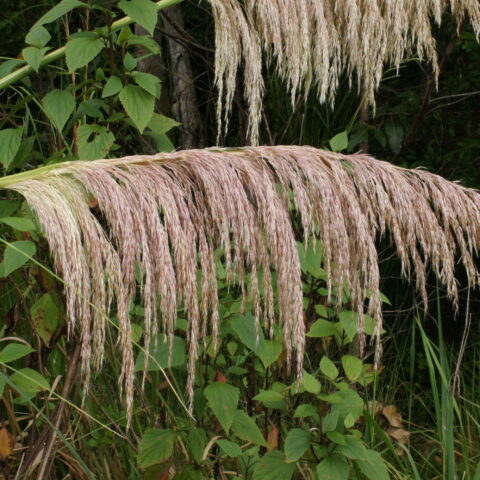 Cortaderia selloana "Rosea"