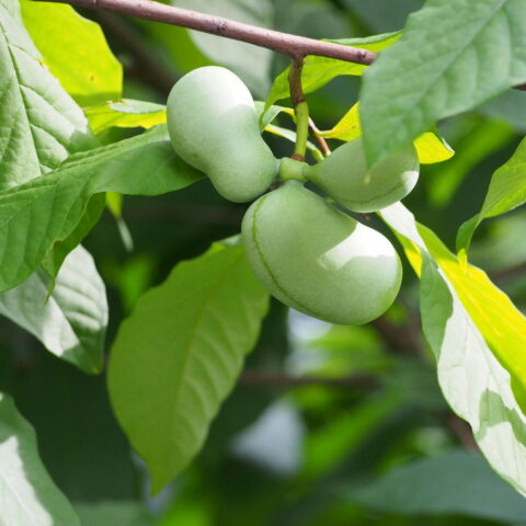 Asimina triloba