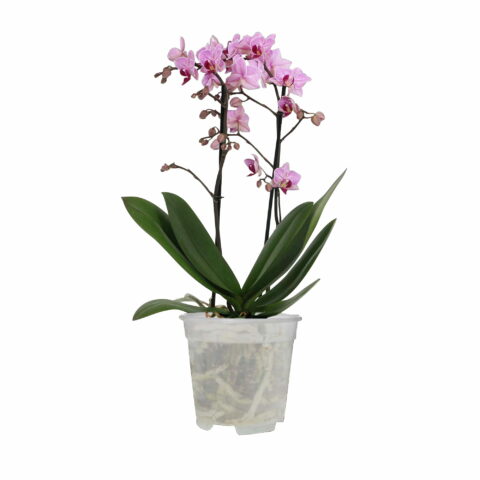 Vaso ORCHIDPOT - Elho