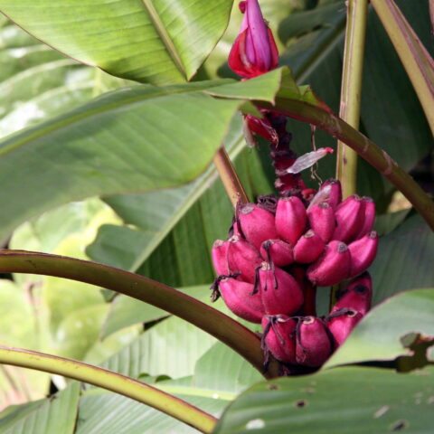 Musa velutina