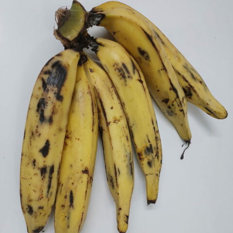Platano