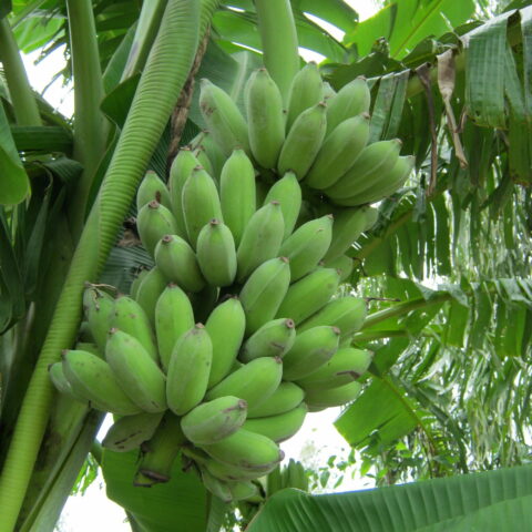 Musa acuminata "Dwarf Namwah"