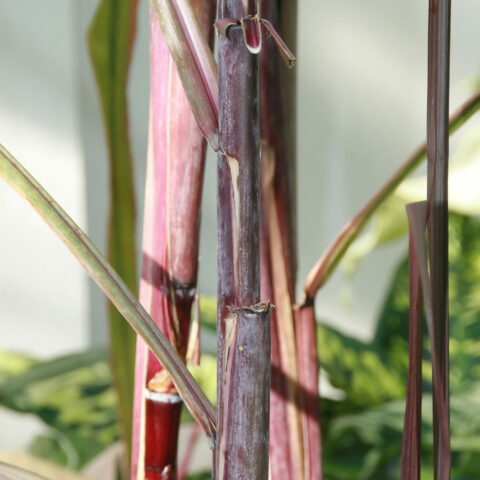 Saccharum officinarum