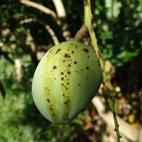 Mangifera indica