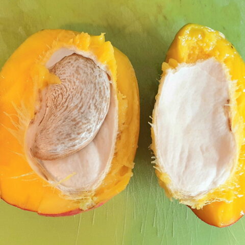 Mangifera indica "Gomera"