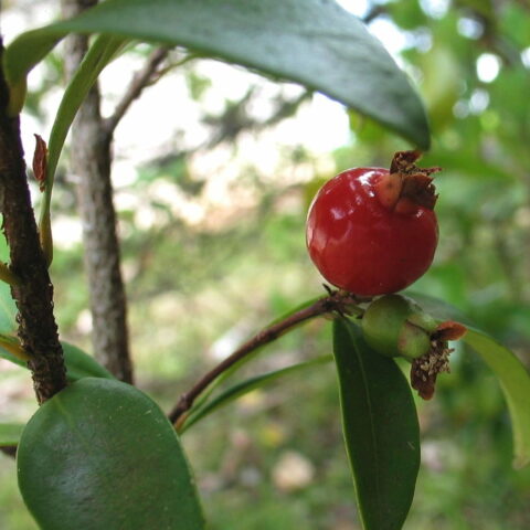 Eugenia reinwardtiana